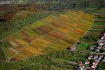 Herbstlich gefärbte Weinberge bei Metzingen-Neuhausen