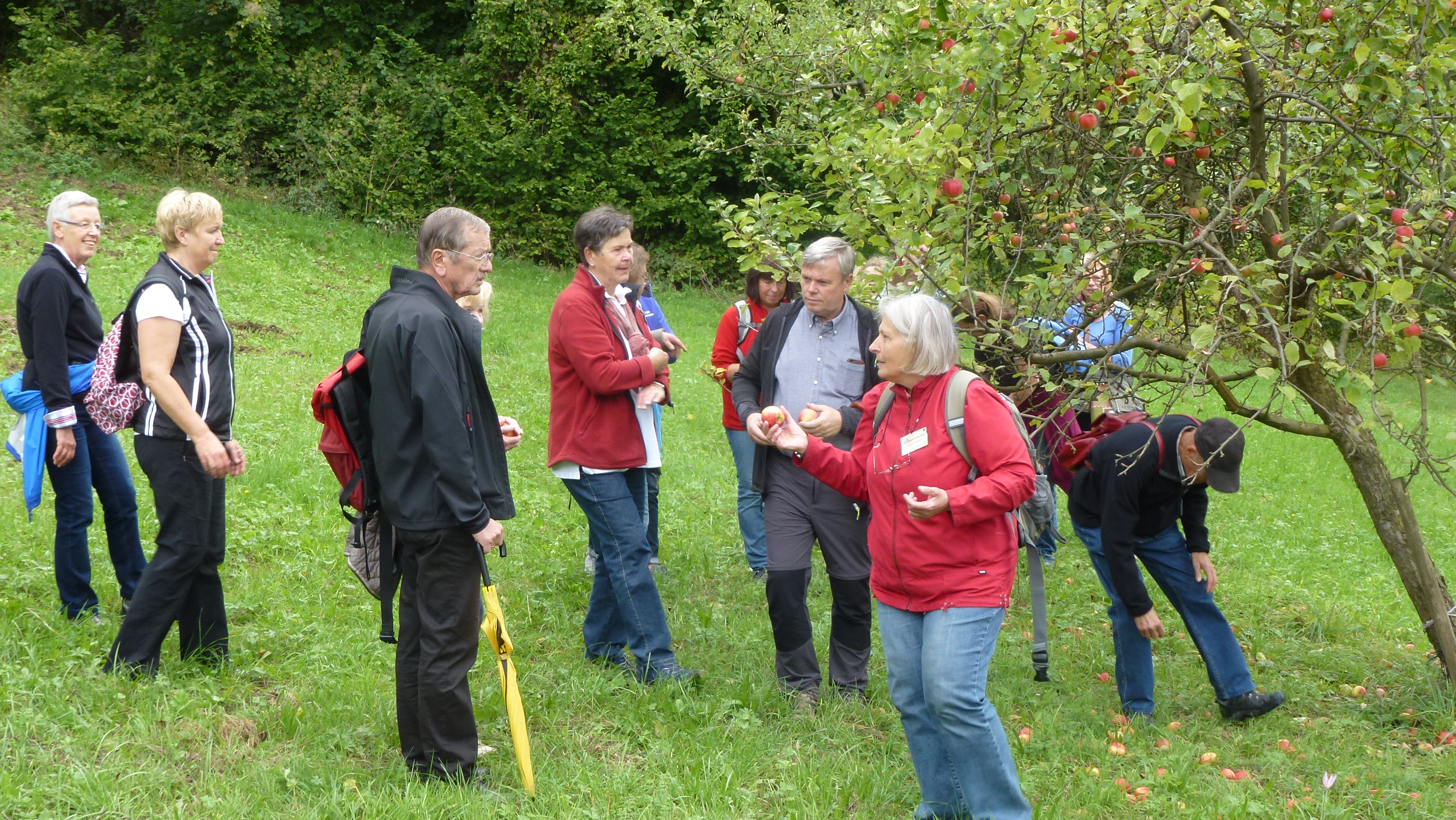 Die Biosphären-Botschafterin Hildegard Drexler führt eine Gruppe Wanderer durch die Streuobstwiesen und informiert über die Apfelsorten.