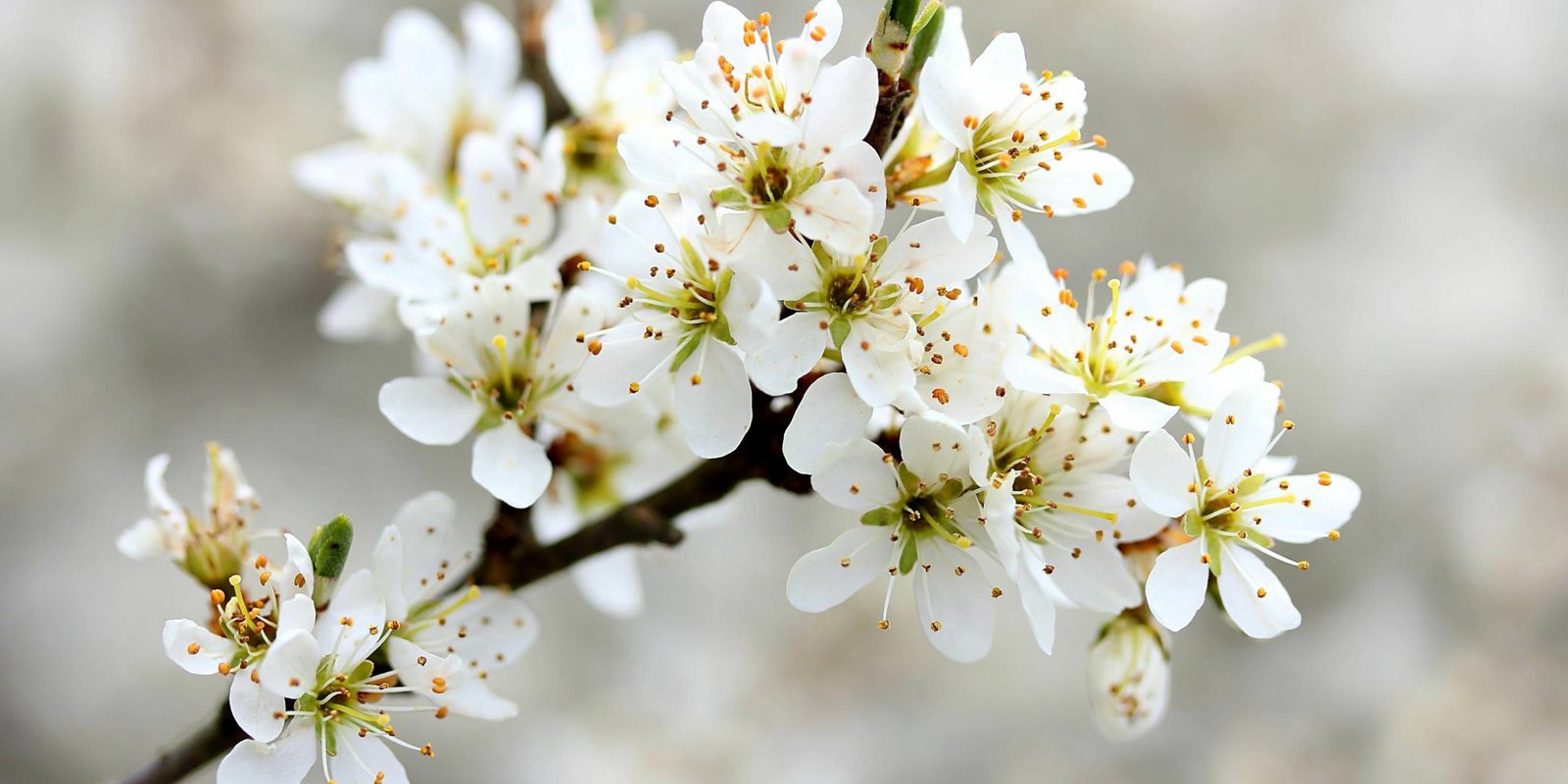 Blüten der Schlehe am Ast