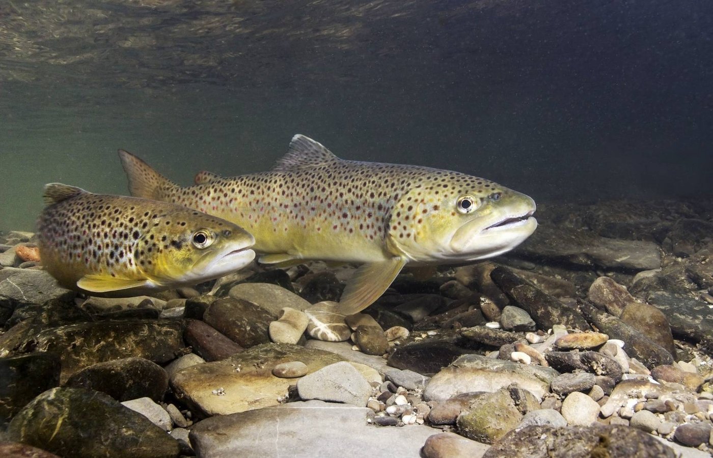 Zwei Bachforellen in flachem Gewässer unter Wasser fotografiert Bachforellen