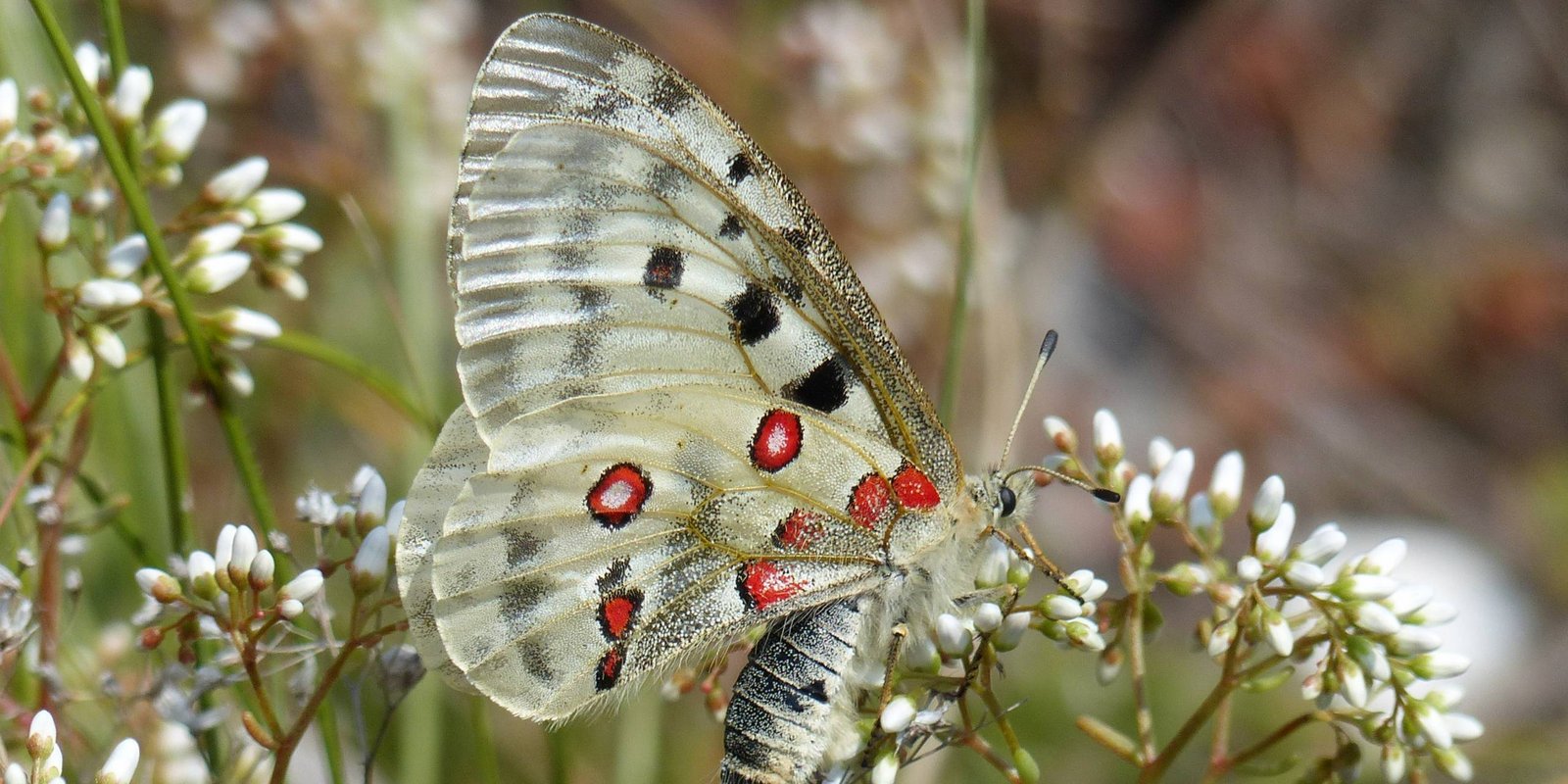 Roter Apollofalter auf einer Blüte Roter Apollofalter auf einer Blüte