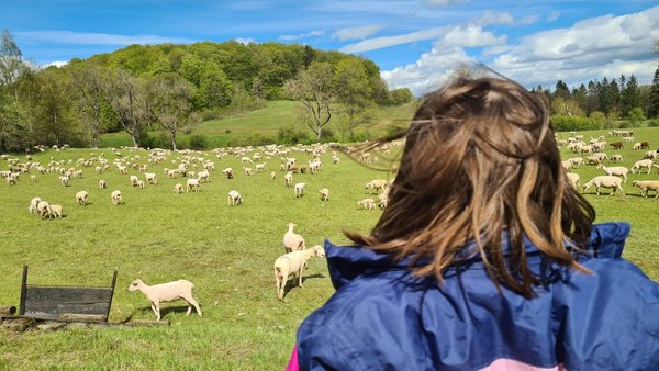 Exkursion zum Wanderschäfer Exkursion zum Wanderschäfer