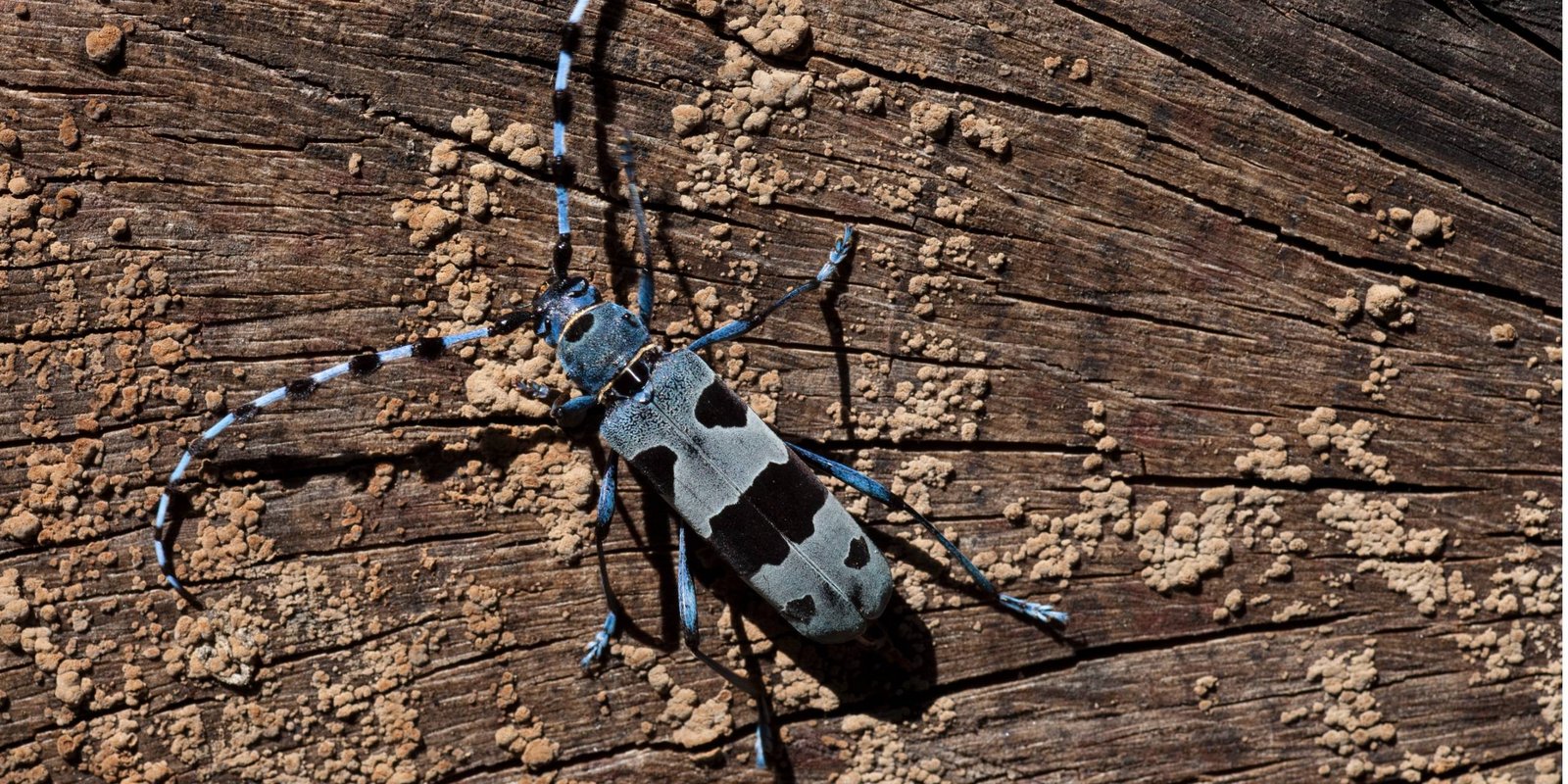 Alpenbock-Käfer auf Holz Alpenbock Käfer