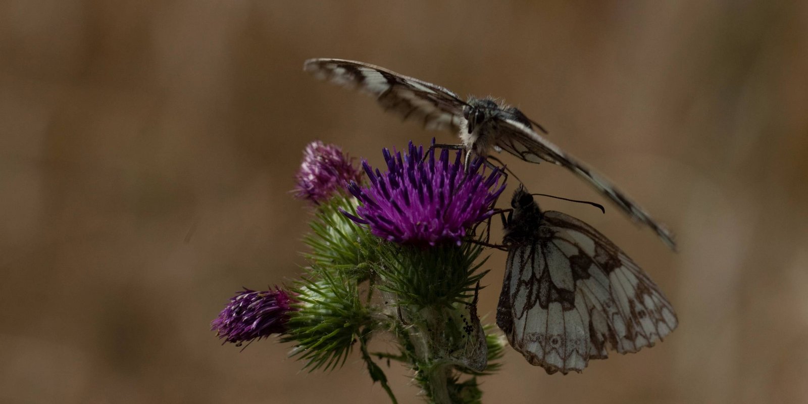 Schachbrettfalter auf einer Distel Schachbrettfalter auf einer Distel