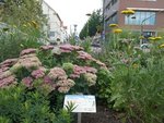 Blühendes, mit Schafwollpellets gedüngtes Beet in der Innenstadt von Kirchheim/Teck, Foto: Biosphärengebiet Schwäbische Alb e.V.  