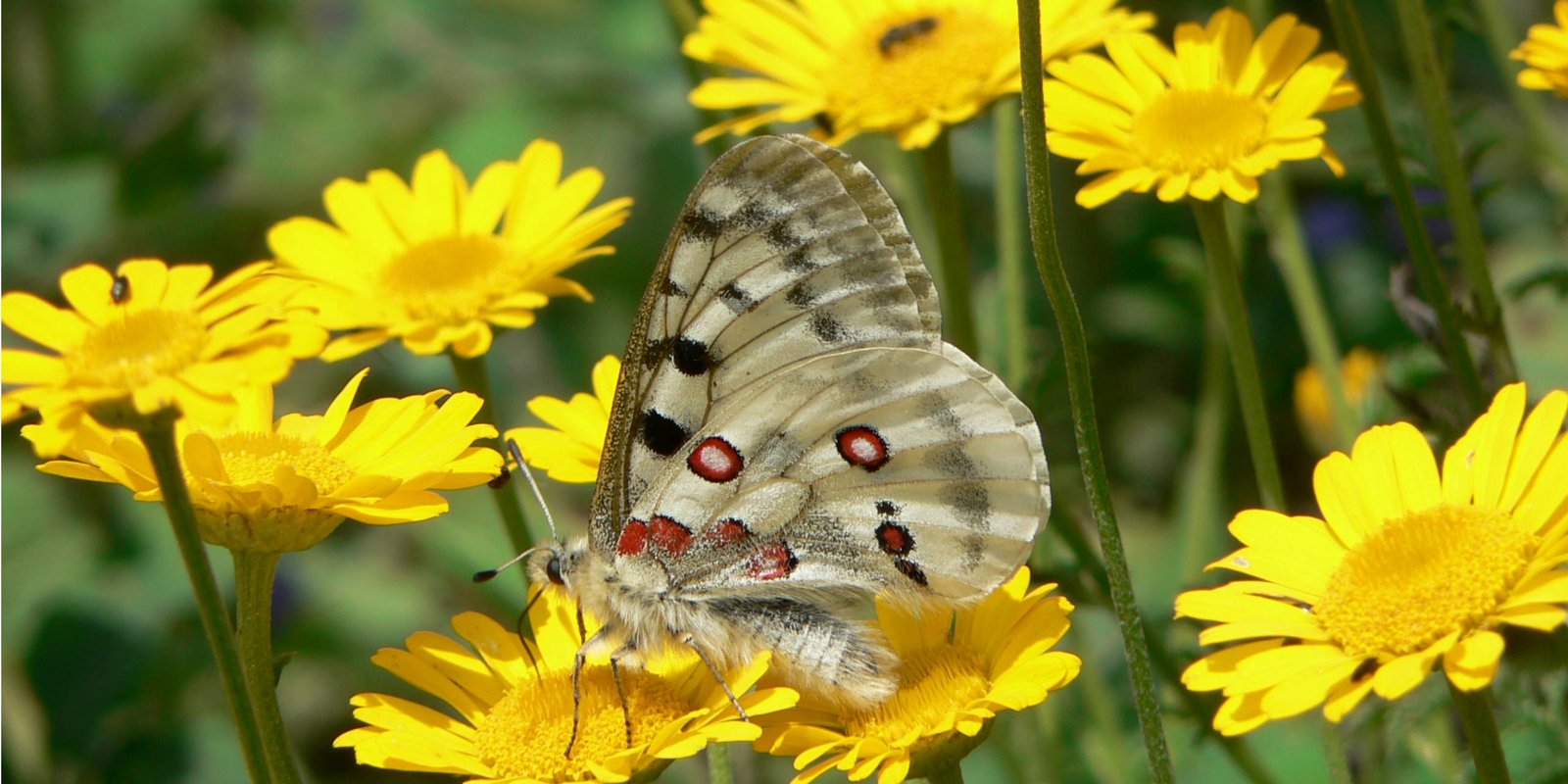 Roter Apollofalter Roter Apollofalter