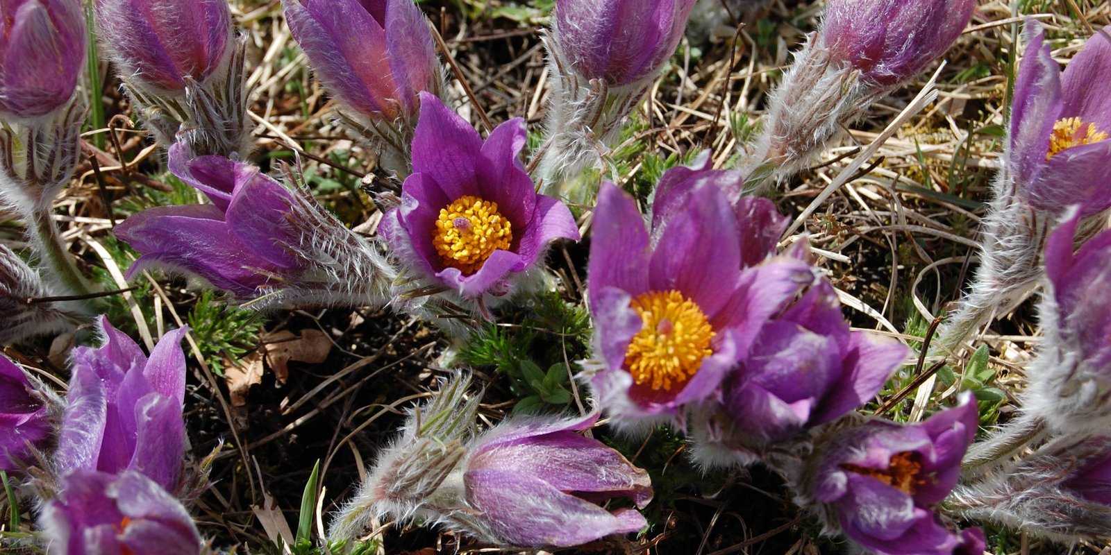 Blütenmeer der Küchenschelle