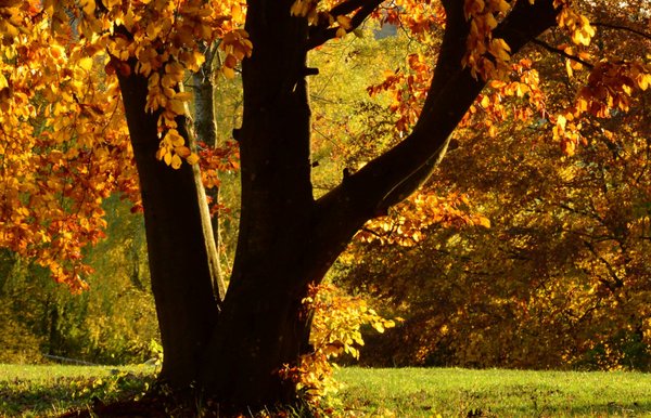 Rotbuche im Herbst mit roten Blättern