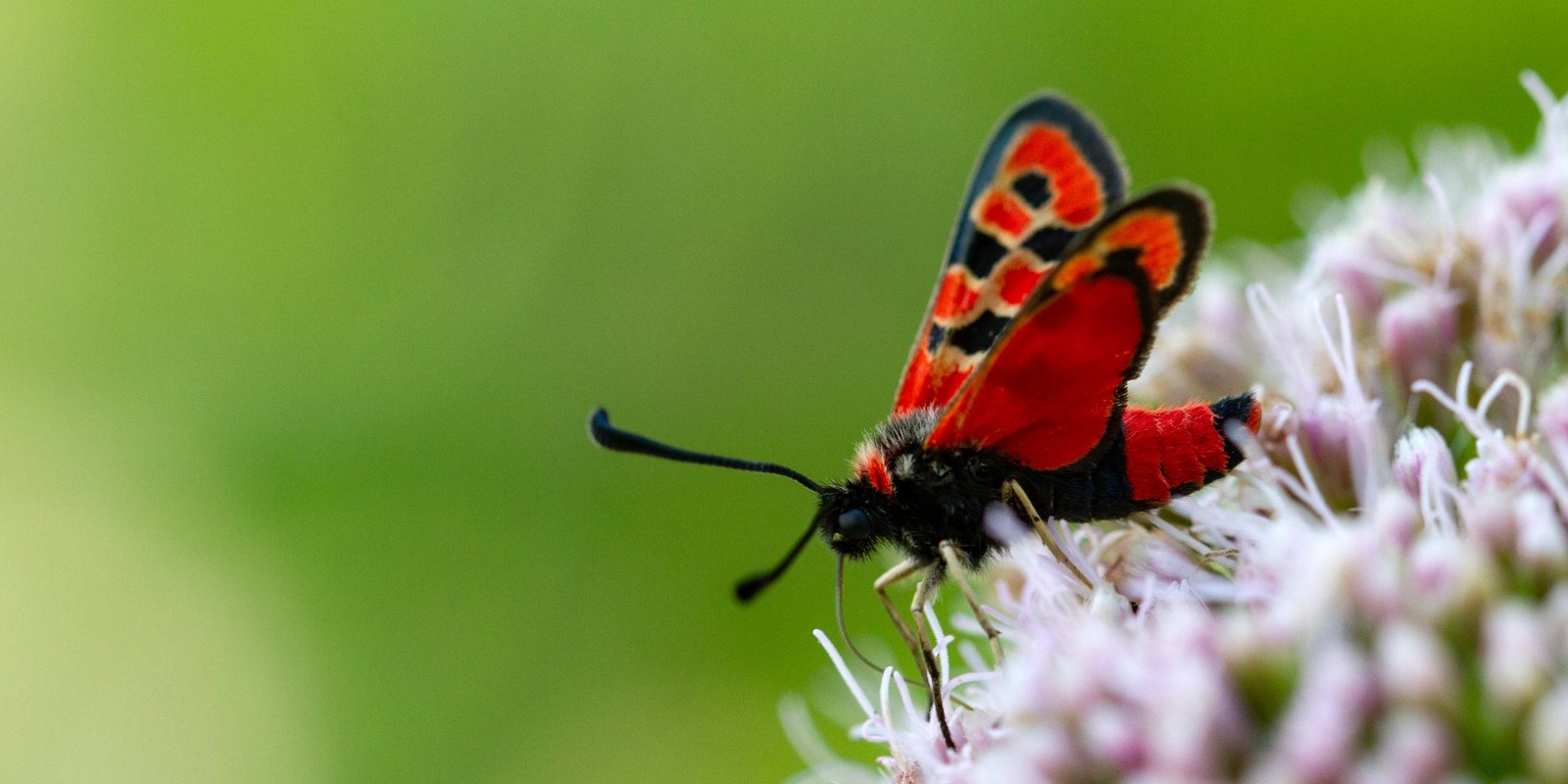 Bergkronwicken-Widderchen auf Blüte sitzend Bergkronwicken Widderchen