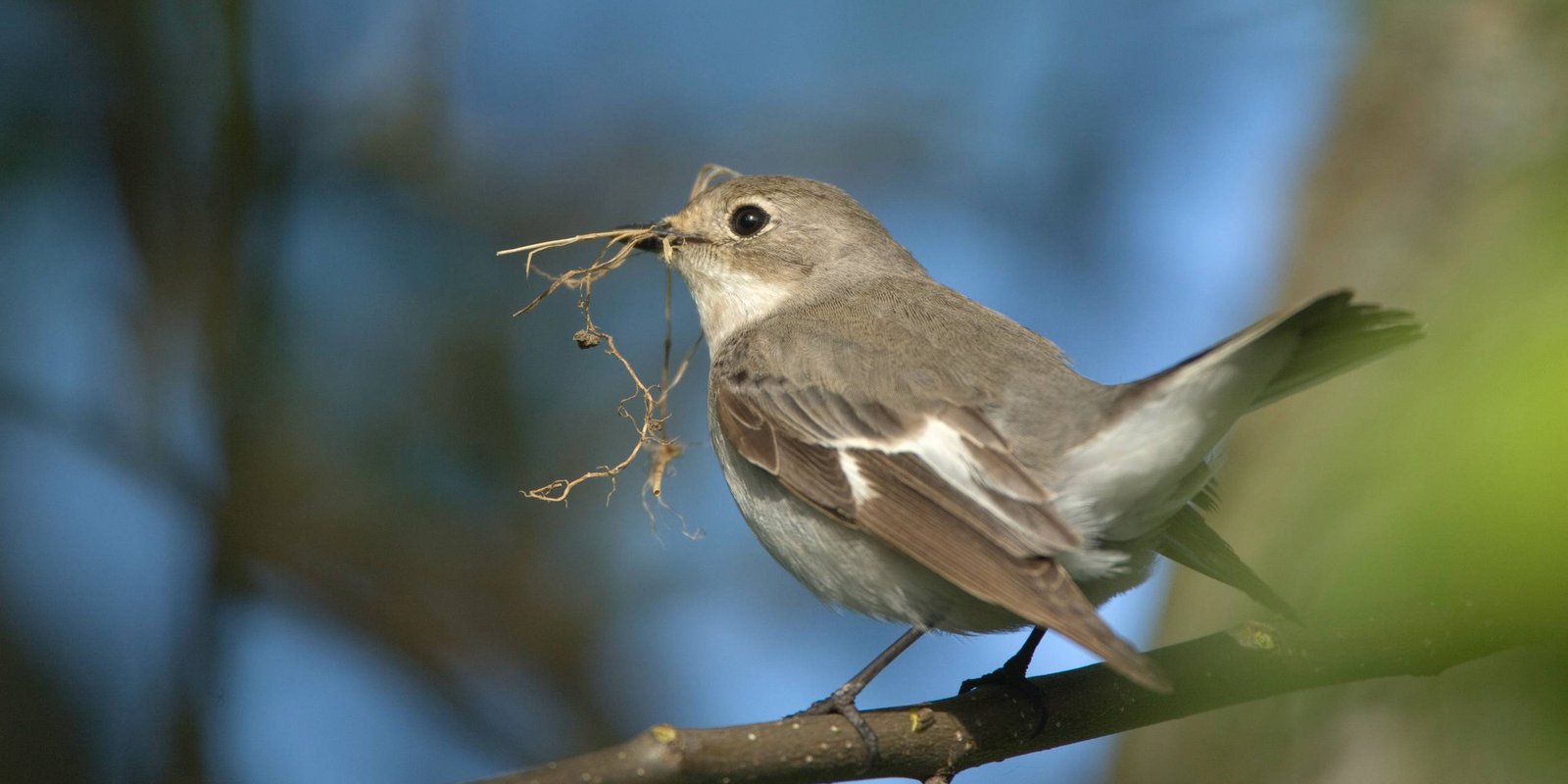 Halsbandschnapper mit Futter im Schnabel Halsbandschnapper mit Futter