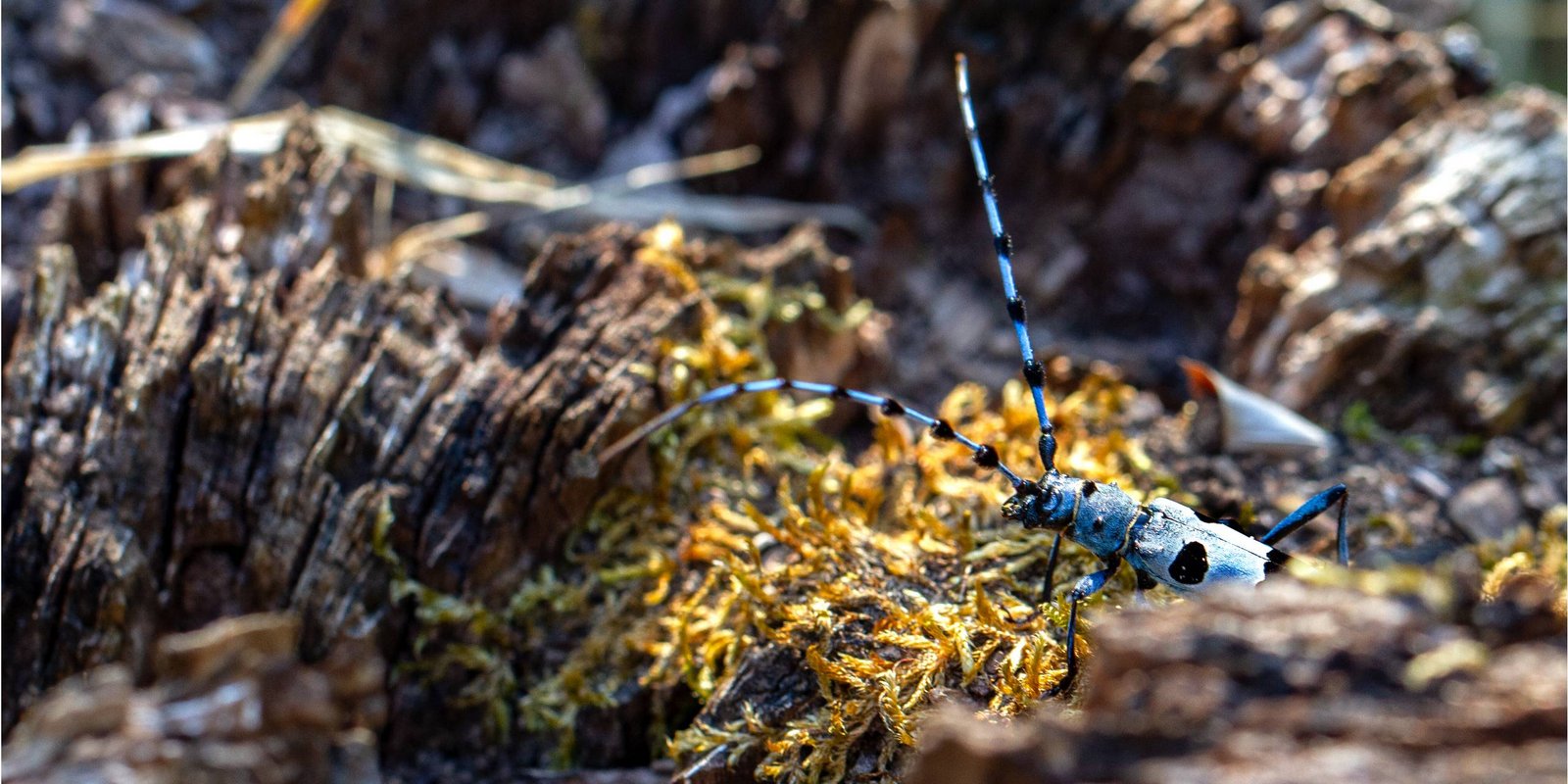 Alpenbock im Wald Alpenbock im Wald
