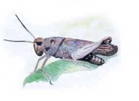 Rotflügelige Schnarrschrecke