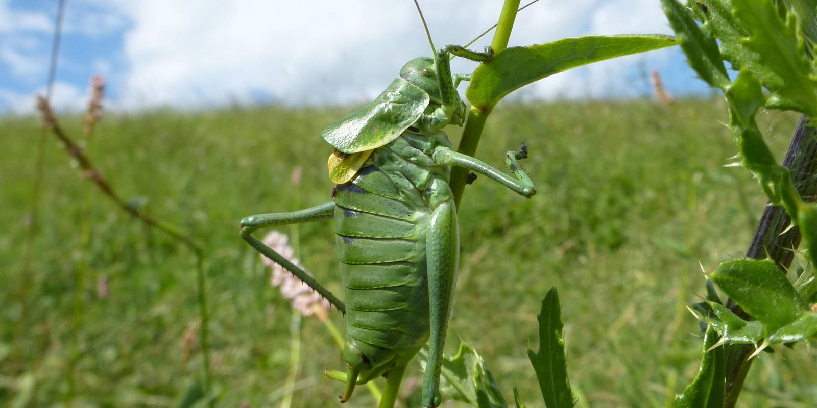 Wantschrecke auf einem Grashalm Wantschrecke in der Natur