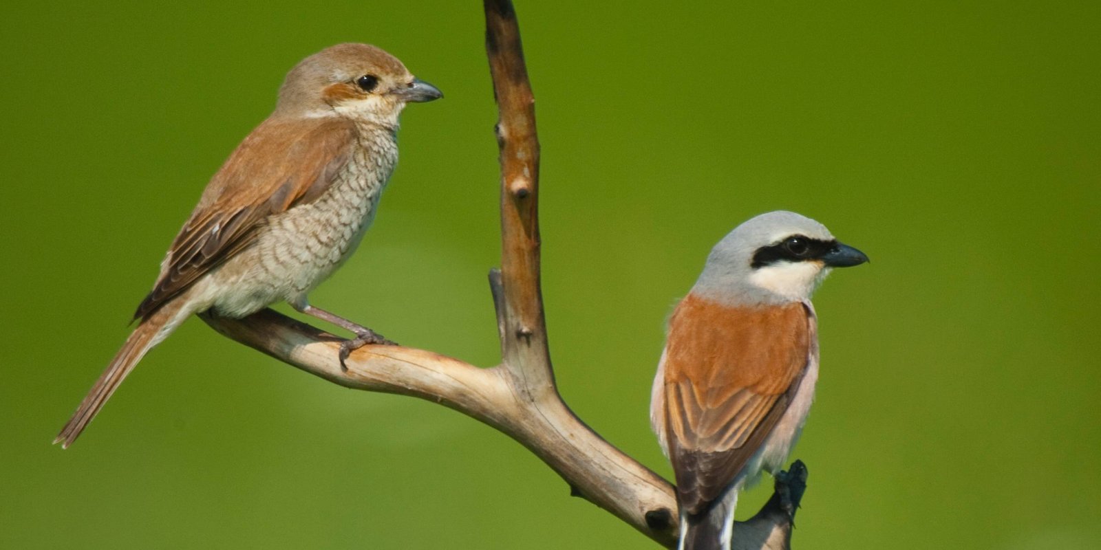 Neuntöter Männchen und Weibchen auf Ast Neuntöter