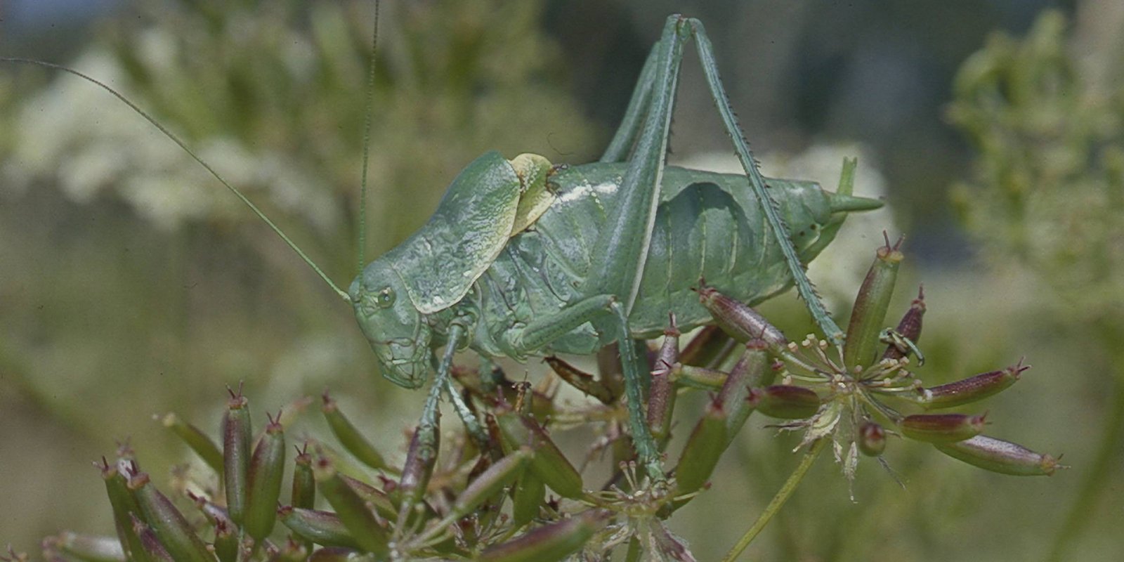Wanstschrecke Wanstschrecke