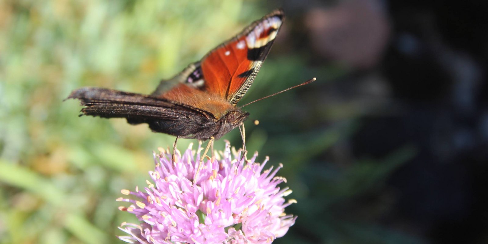 Tagpfauenauge auf einer Blüte Tagpfauenauge