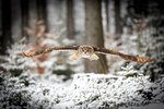 Uhu im Flug durch den winterlichen Wald