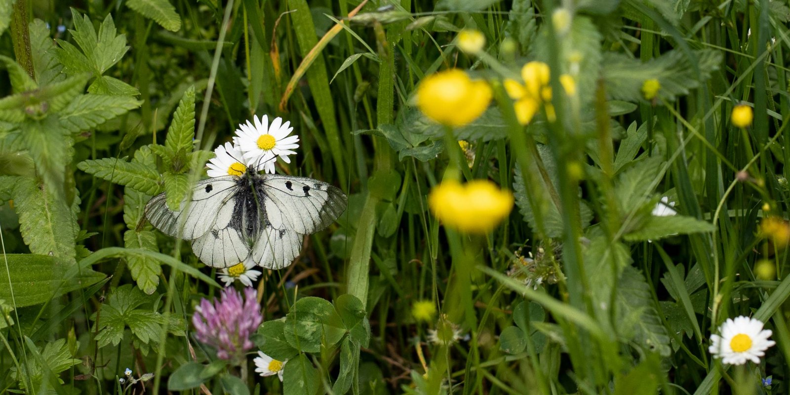 Schwarzer Apollofalter Schwarzer Apollofalter
