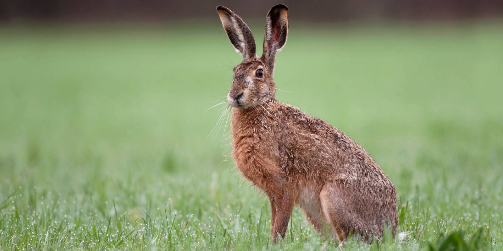 Feldhase auf Feld Feldhase