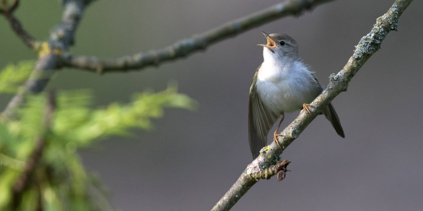 Berglaubsänger Berglaubsänger