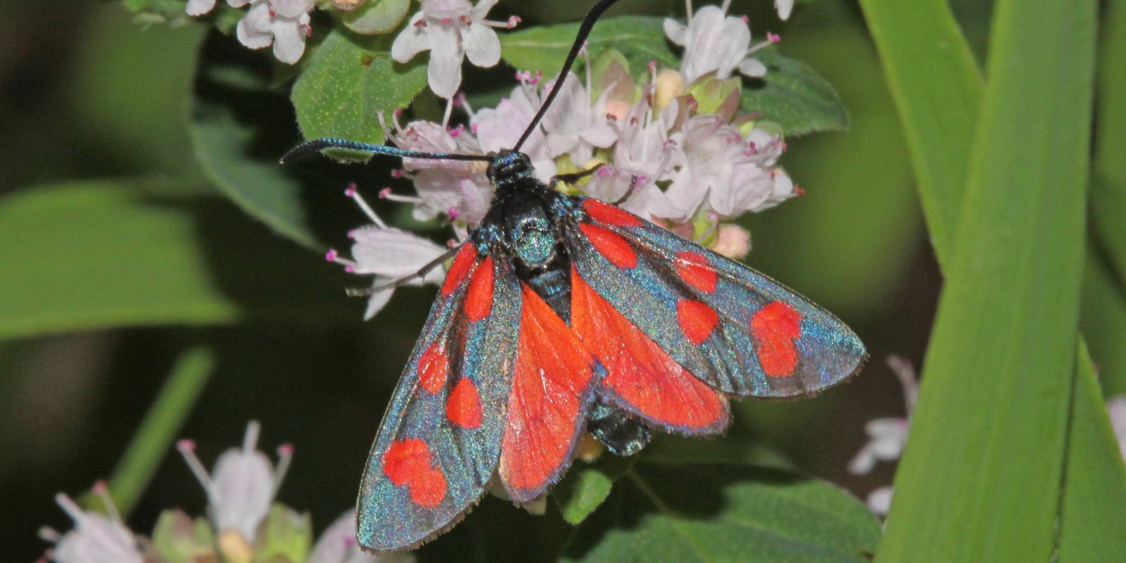 Elegans-Widderchen mit öffenen Flügeln auf Blüte Elegans Widderchen
