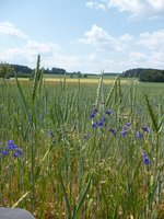 Blau blühender Feldrittersporn