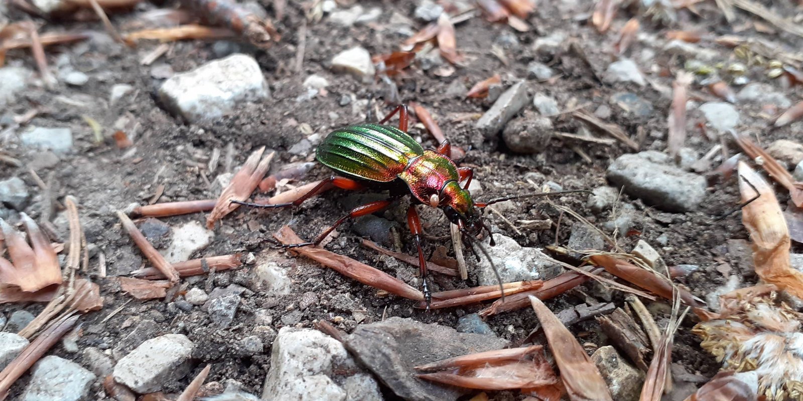 Ein Laufkäfer bahnt sich den Weg über Steine und Laub