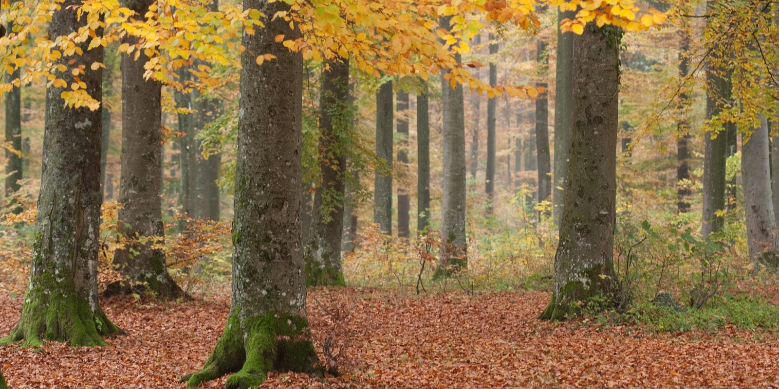 Rotbuche, Fagus sylvatica