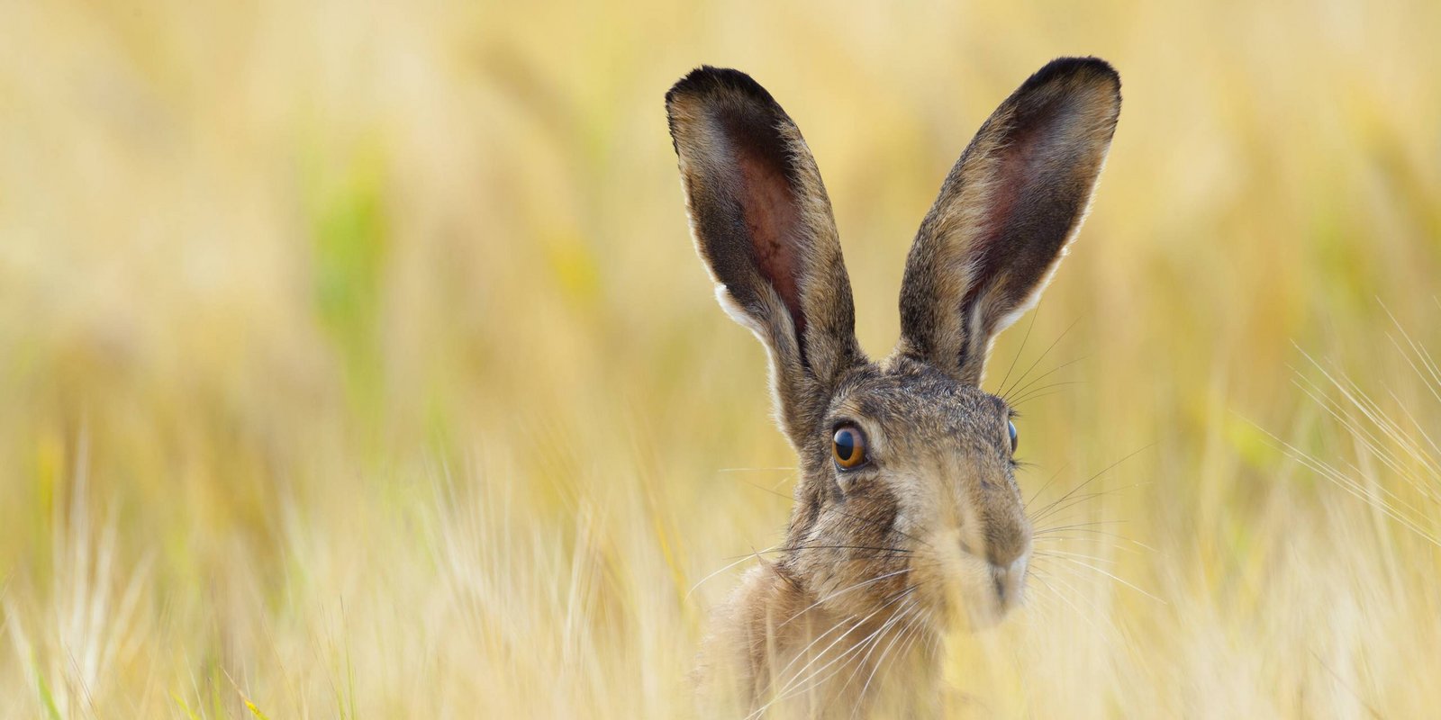 Feldhase in einer Wiese Feldhase im Feld