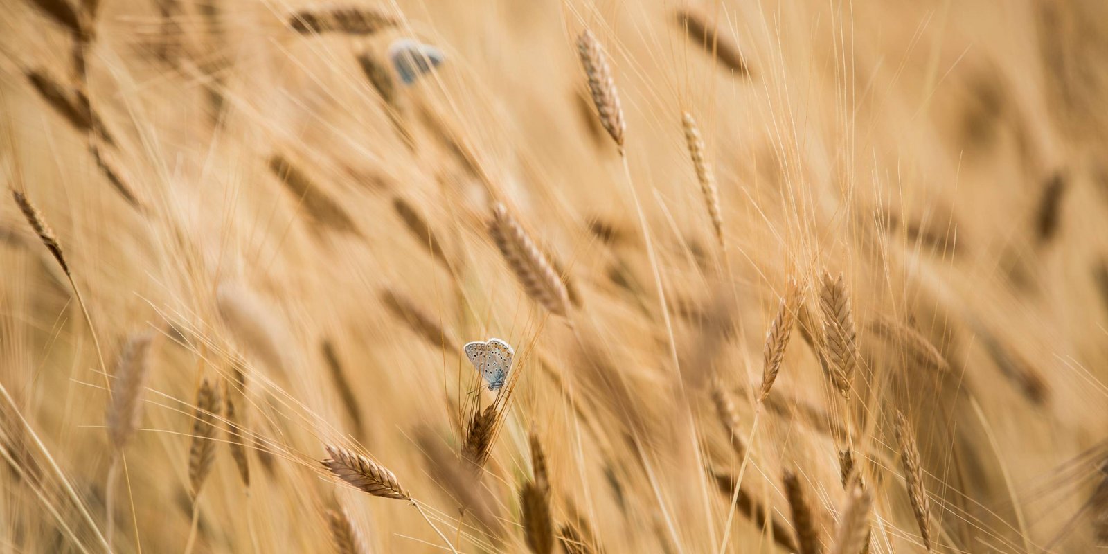 Schmetterlinge im Kornfeld Schmetterlinge im Kornfeld
