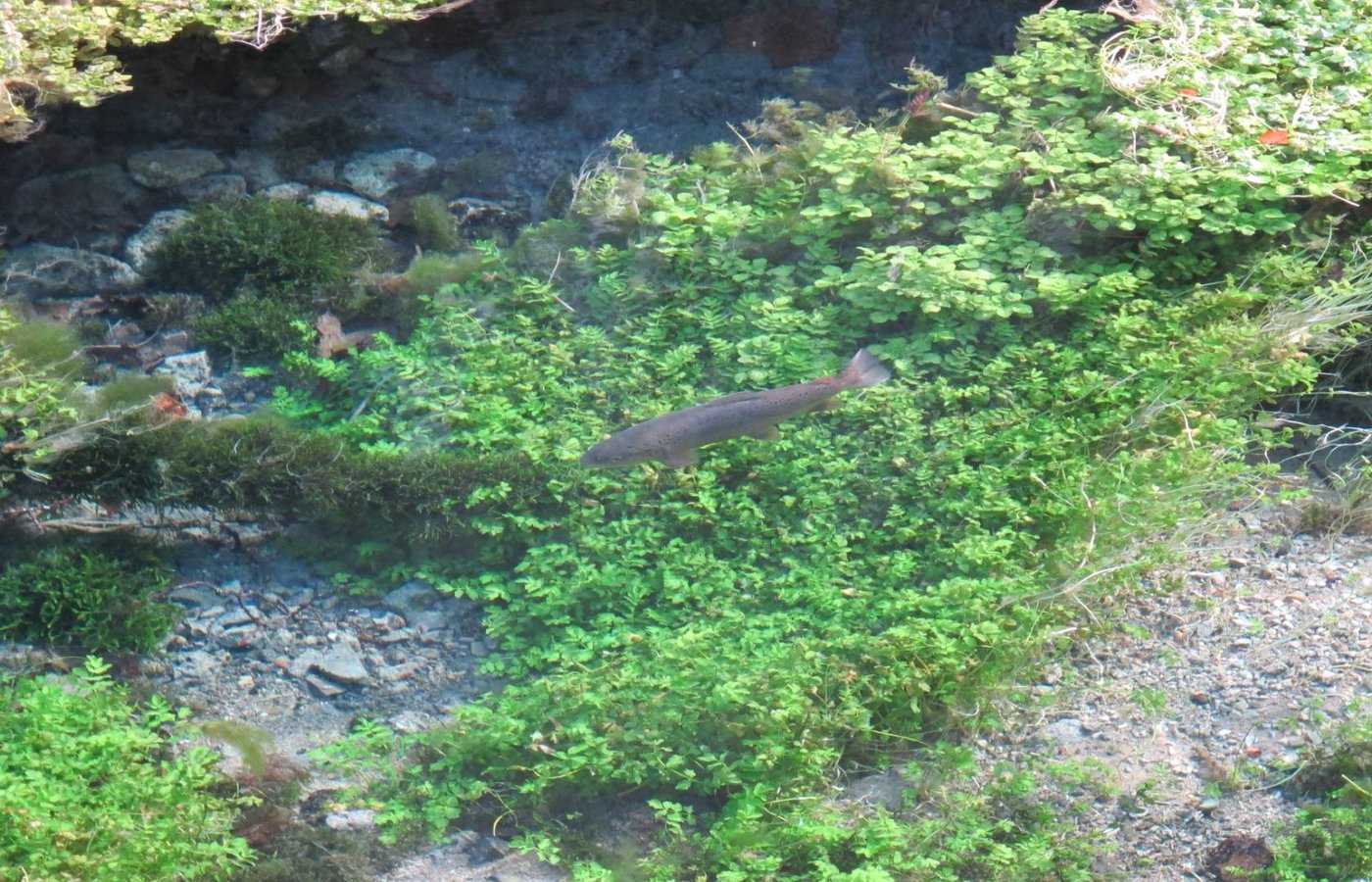 Bachforellen im glasklaren Bachwasser Bachforellen in der Natur
