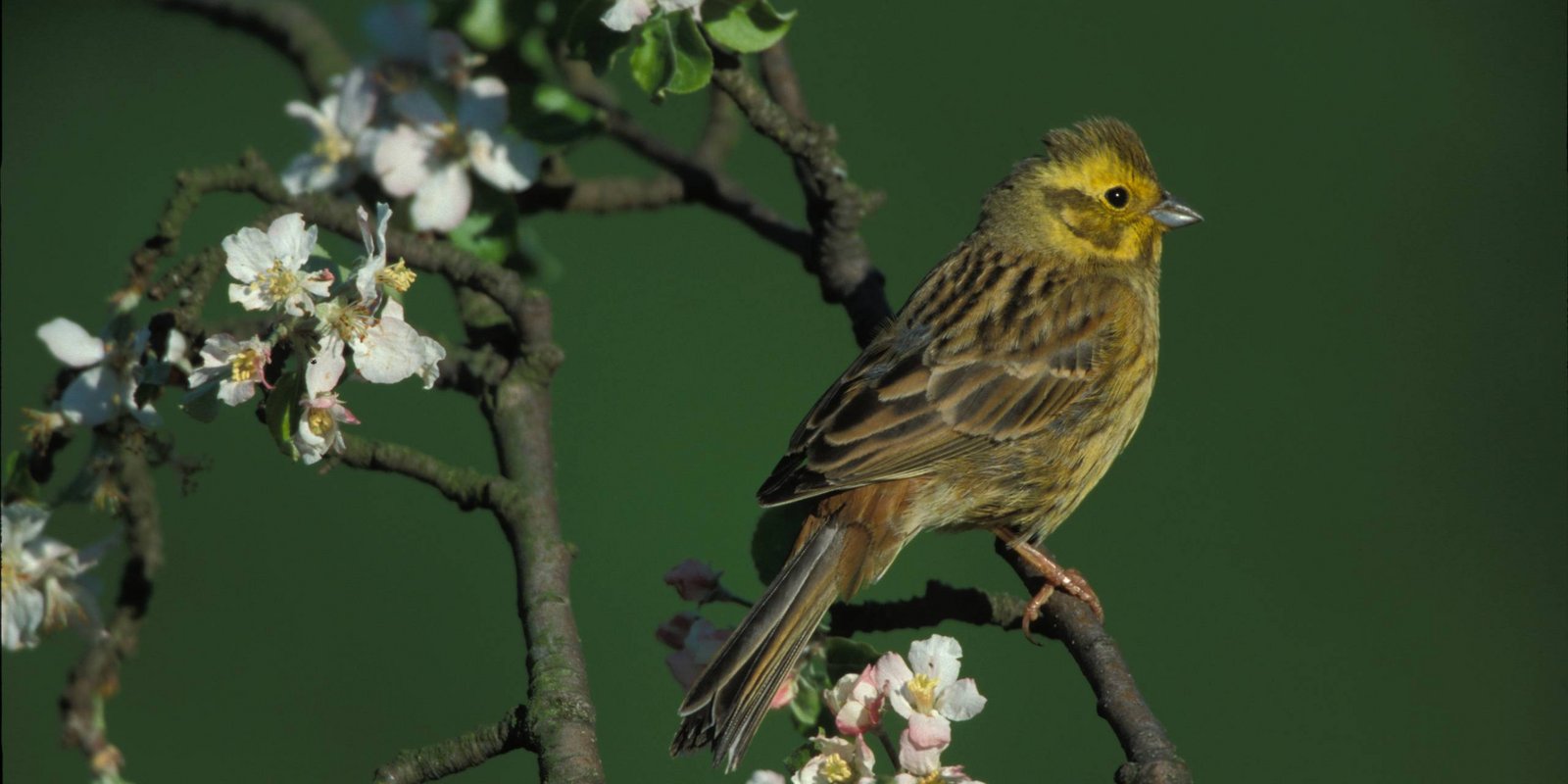 Goldammer auf Ast sitzend Goldammer