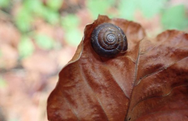 Herbstblatt mit einem Schneckenhaus Blatt mit Schnecke