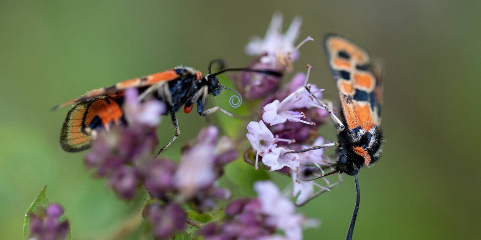 Zwei Bergkronwicken-Widderchen auf Blüte Bergkronwicken Widderchen