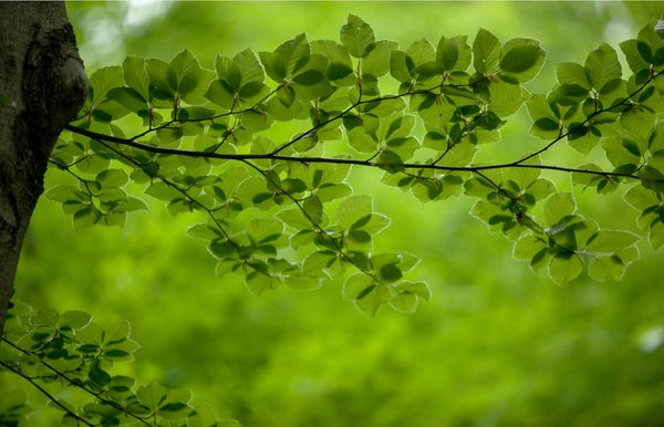 Blätterzweig der Rotbuche