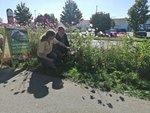 Installation eines Beetschilds "Düngung mit Schafwollpellets" auf einer Testfläche in Münsingen