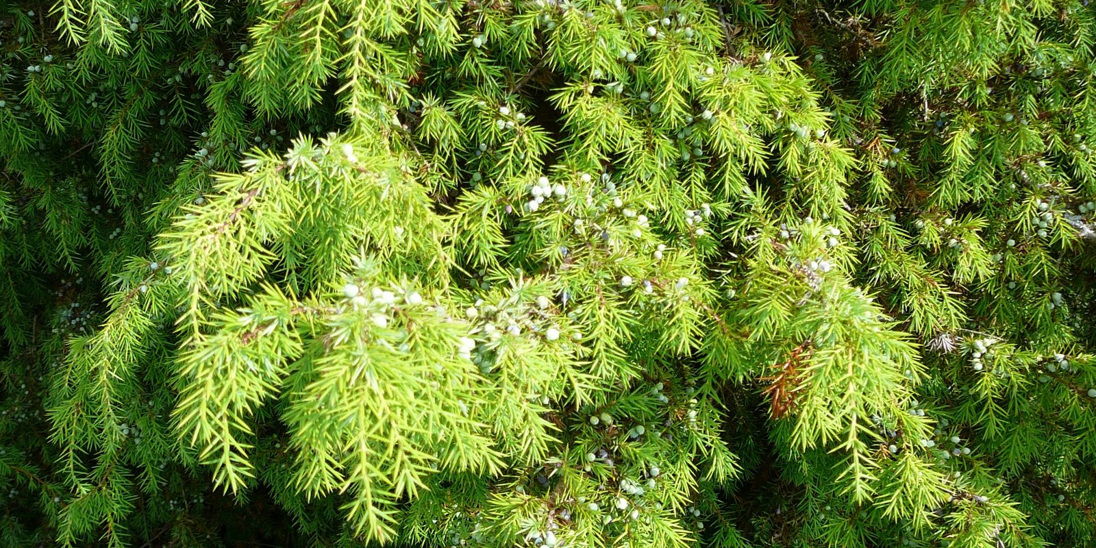 Wacholder-Nadelzweige saftig grün Wacholder