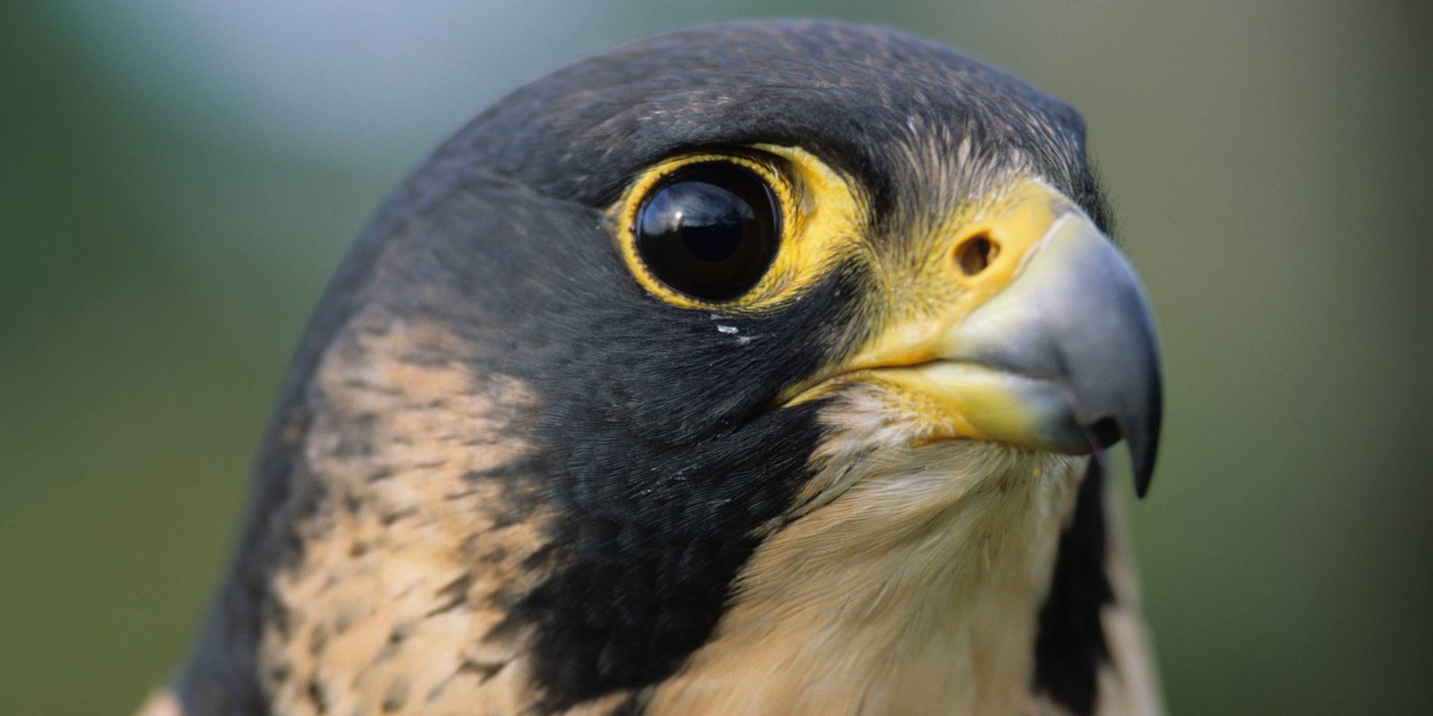 Kopf des Wanderfalken Wanderfalke