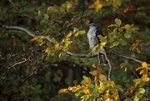 Habicht auf einem Ast mit Herbstlaub