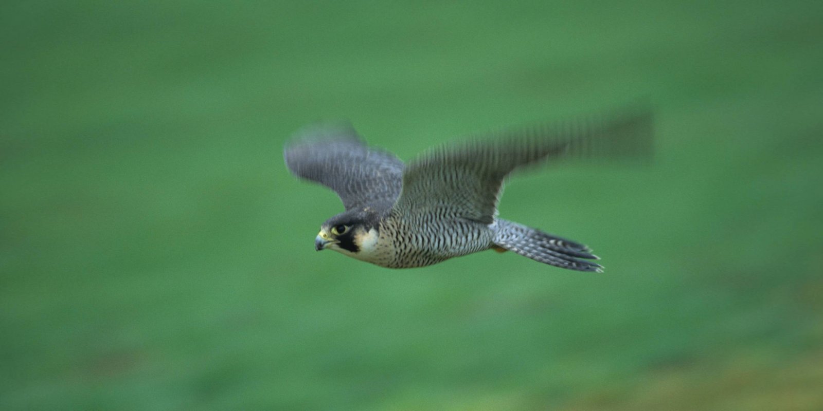 Wanderfalke im Flug Wanderfalke im Flug