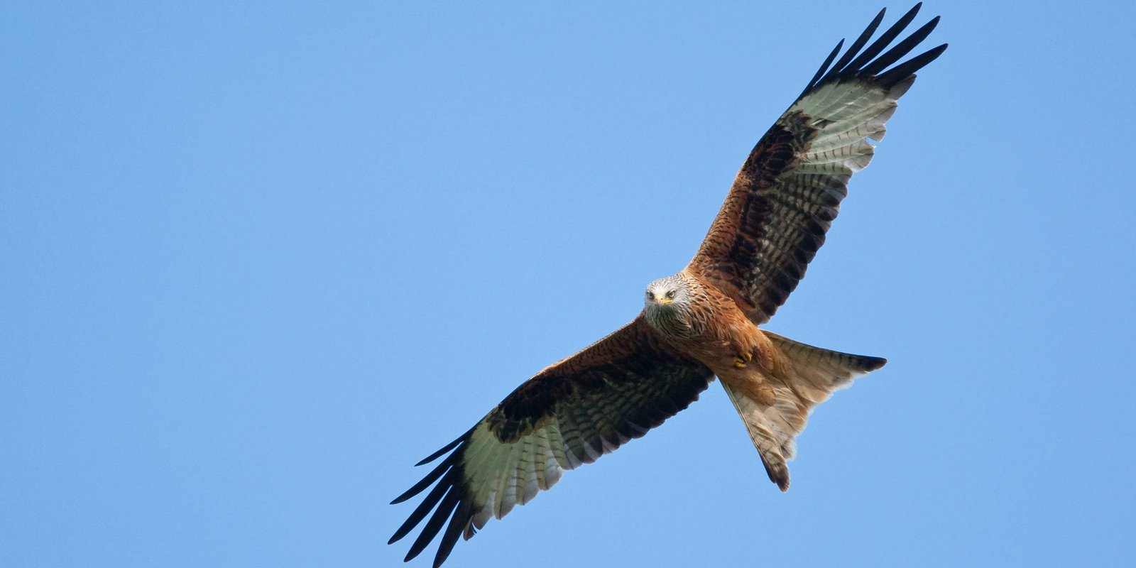 Der Rotmilan im Landeflug