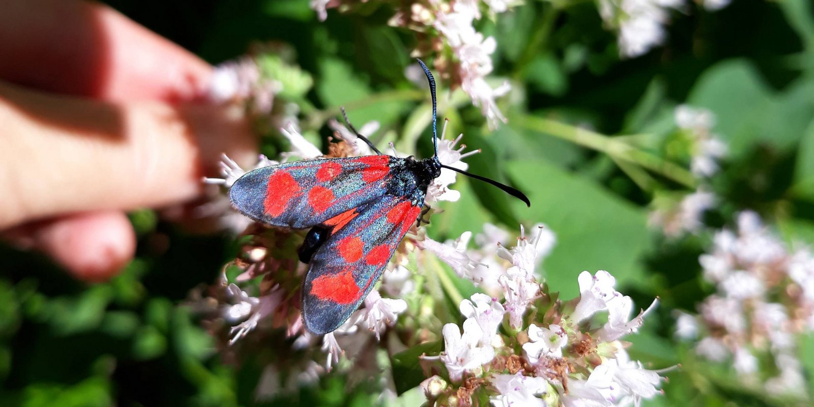 Elegans-Widderchen auf einer Blüte Elegans Widderchen