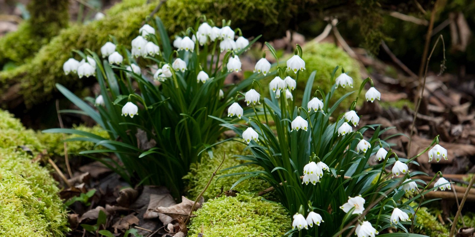 Märzenbecher auf einer Baumwurzel Märzenbecher