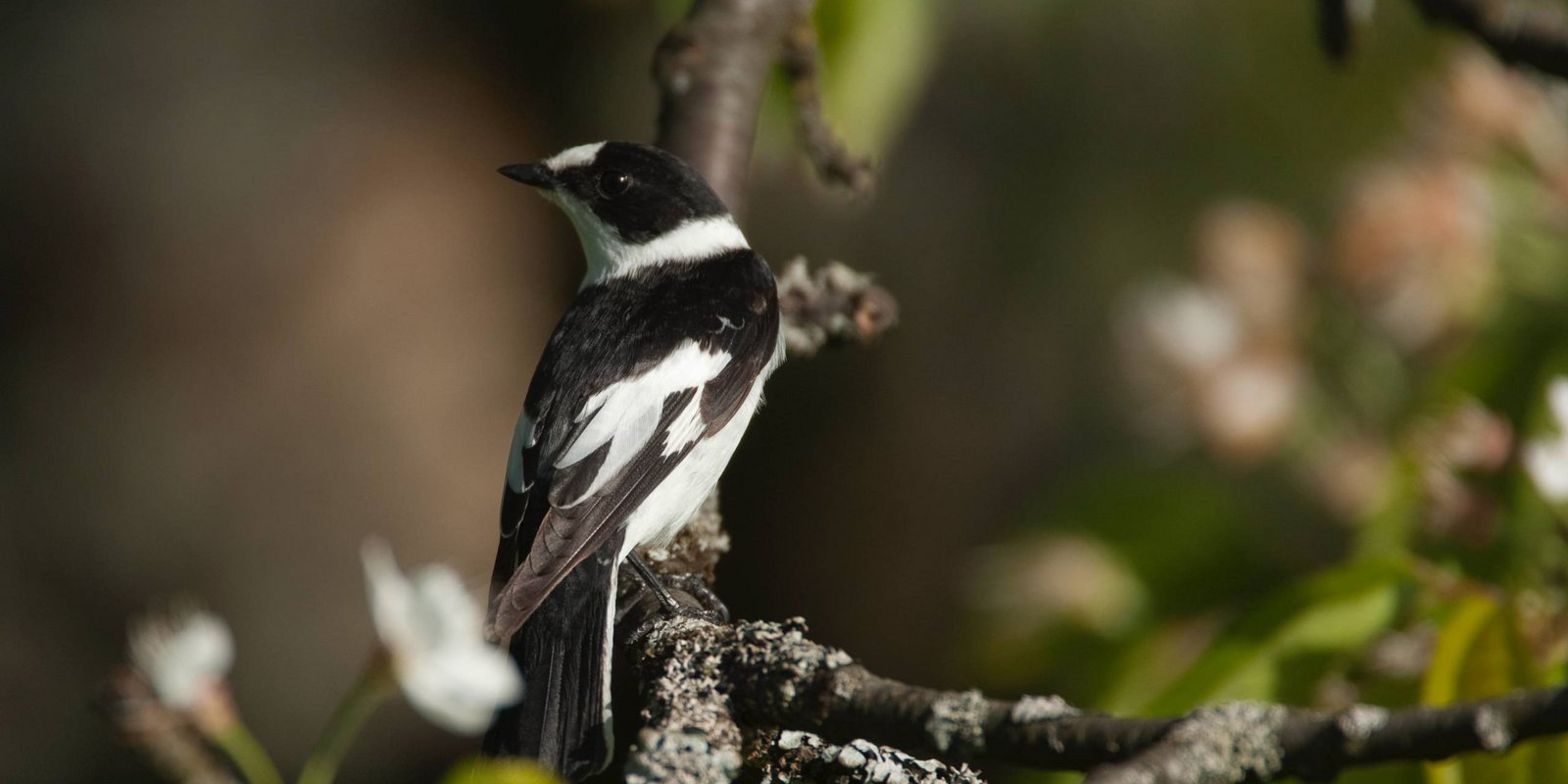 Halsbandschnäpper auf Ast Halsbandschnäpper
