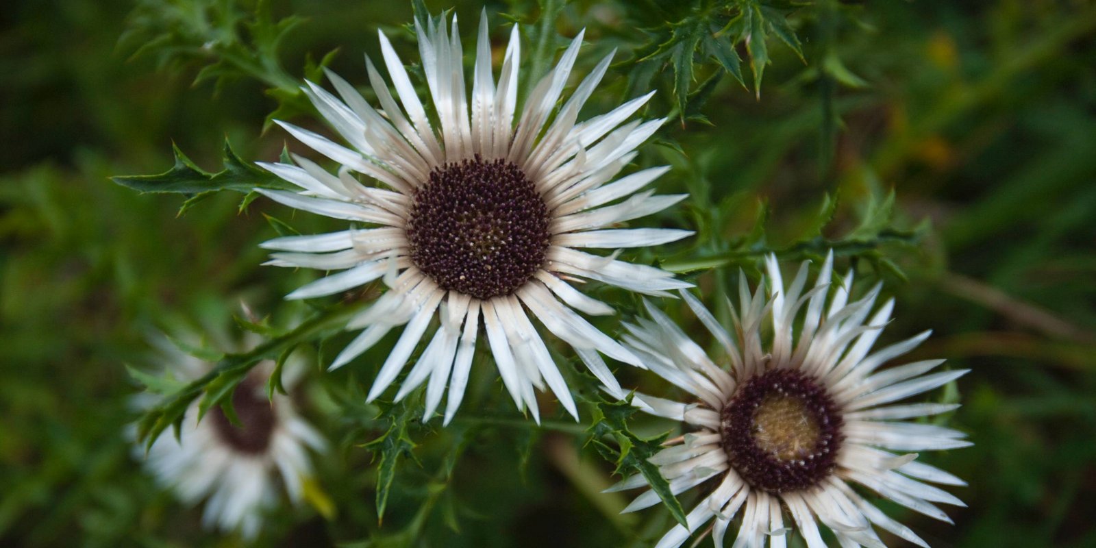 Silberdistelblüten Silberdistel Blüten